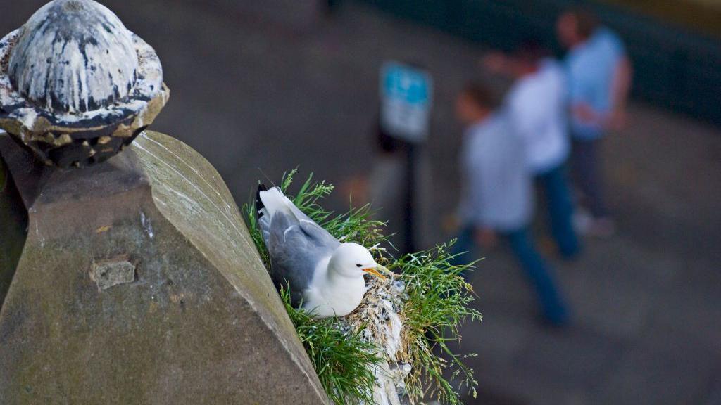 Kittiwake in a nest on the Tyne Bridge