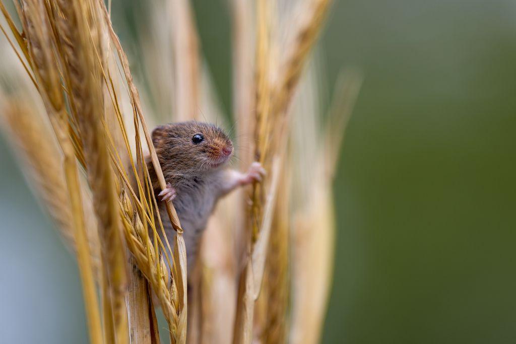 Harvest mouse peeping through wheat