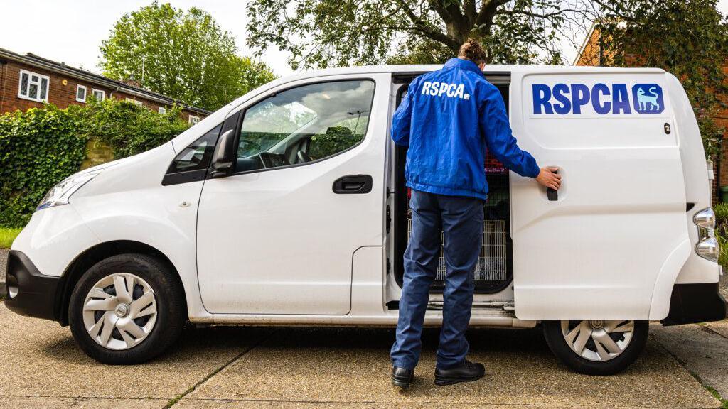 An RSPCA volunteer is seen peering into an RSPCA van with a cage inside.