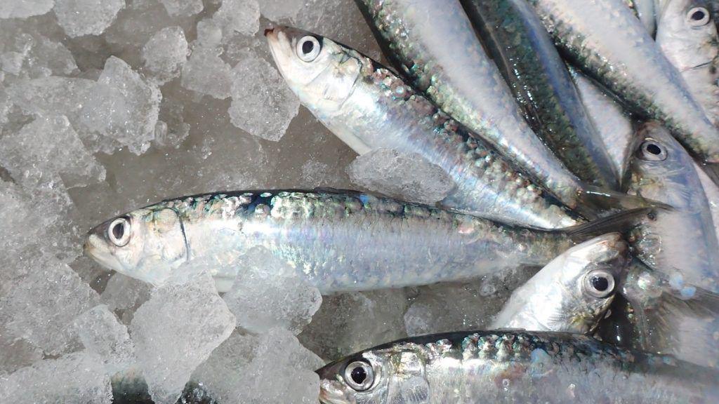 Sardines on their side. In ice. Their eyes are open.