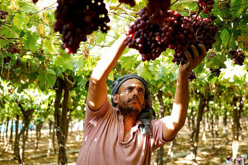 A farm worker reaches up to cut large bunches of grapes from the vine [on Saturday].