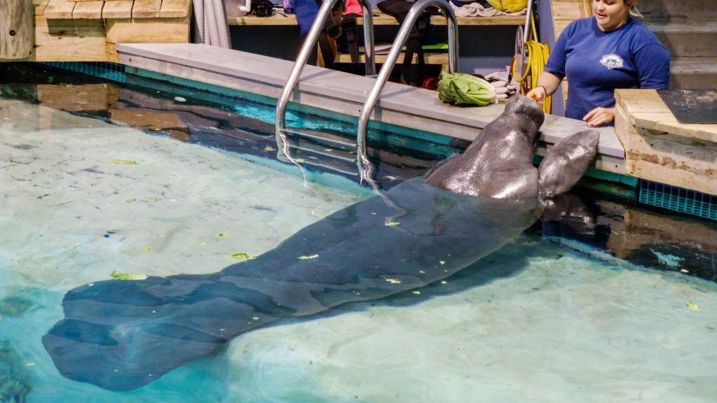 snooty the manatee in a pool being fed by a woman wearing a navy blue uniform 
