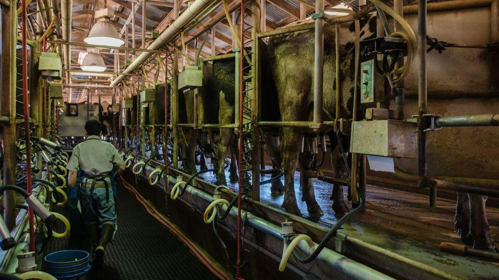 An American farm worker walks between rows of milking cows at a California farm