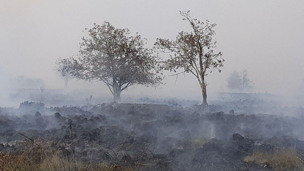 Trees and smoke billowing from a scorched area during a wildfire in the Hautes Fagnes (High Fens) nature reserve