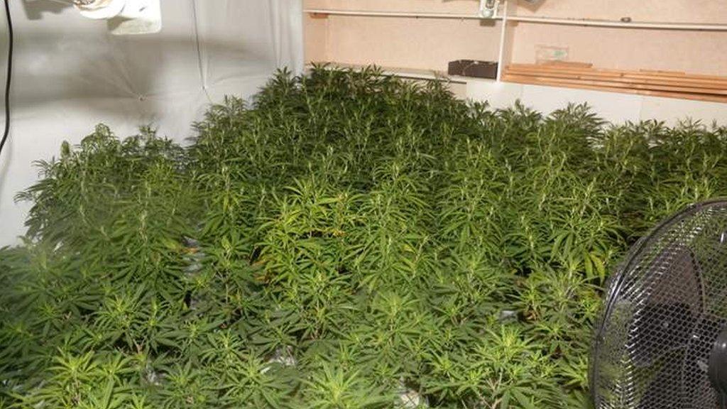 Some of the seized cannabis plants