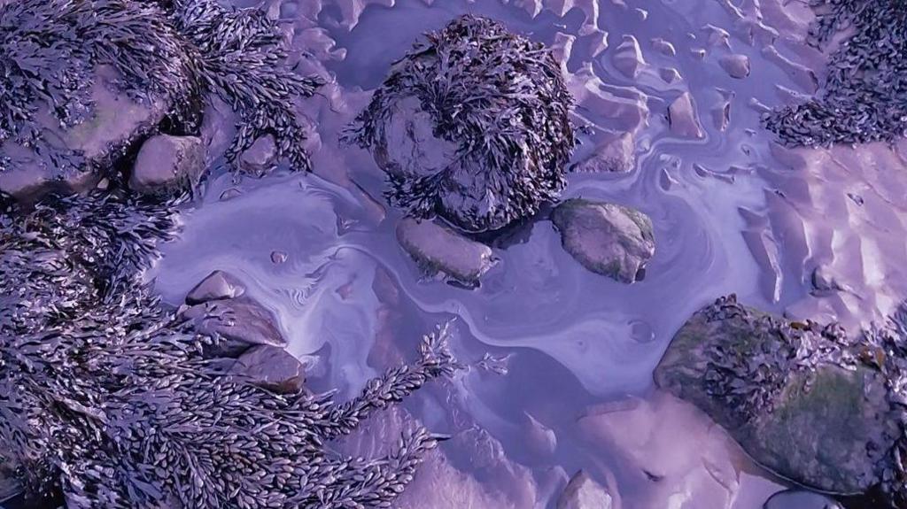 Sand, rocks and plants on a beach that have been coloured purply by a thick liquid.