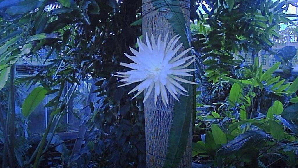 Moonflower in bloom