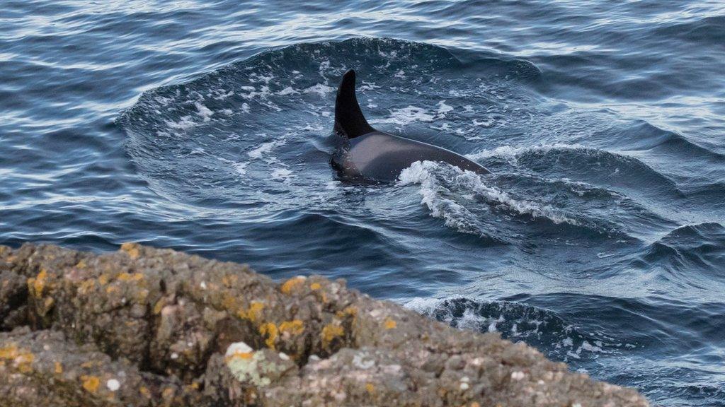 Orca off Caithness coast