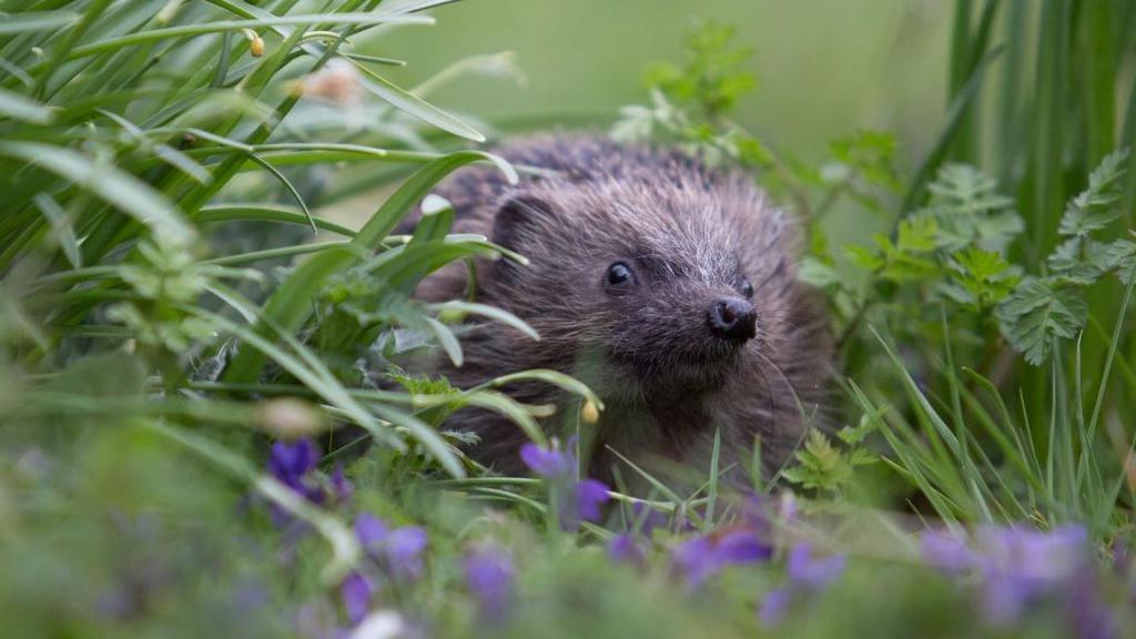 Hedgehog among grass and flowers.