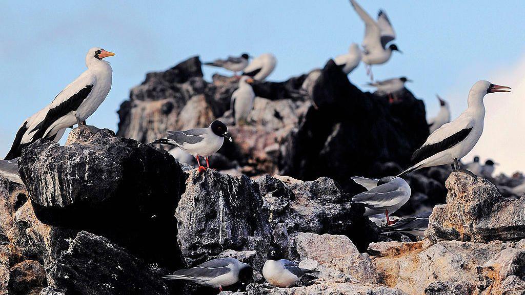 Birds sitting on rocks. 