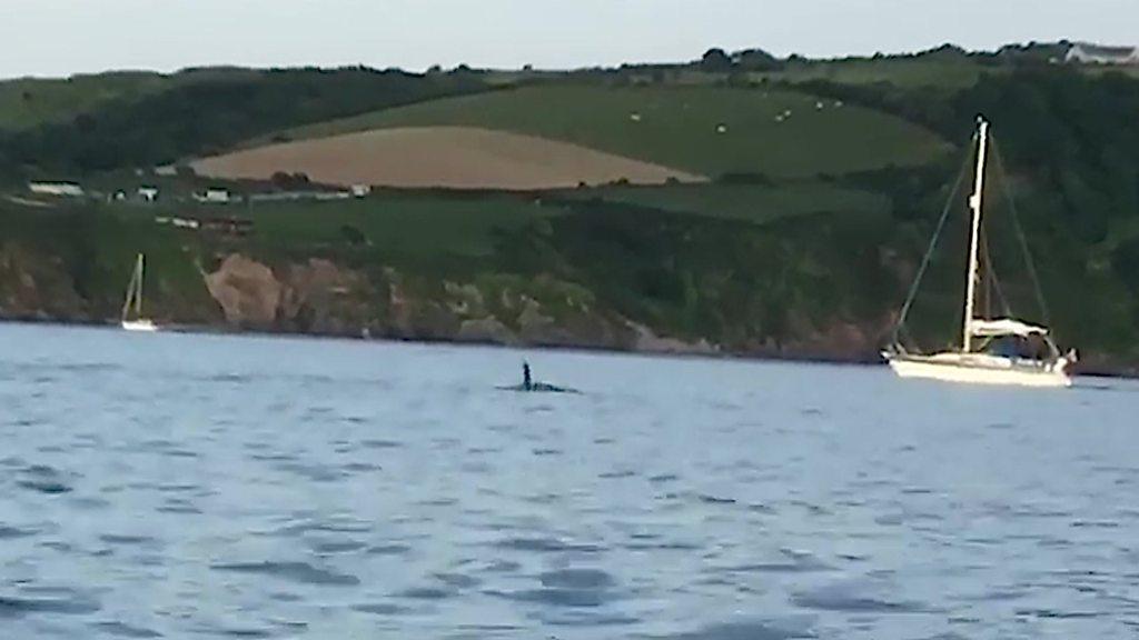 An orca in the sea