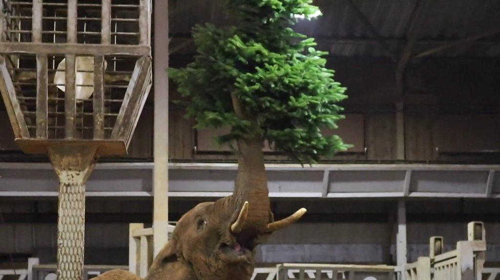 An elephant eating a Christmas tree