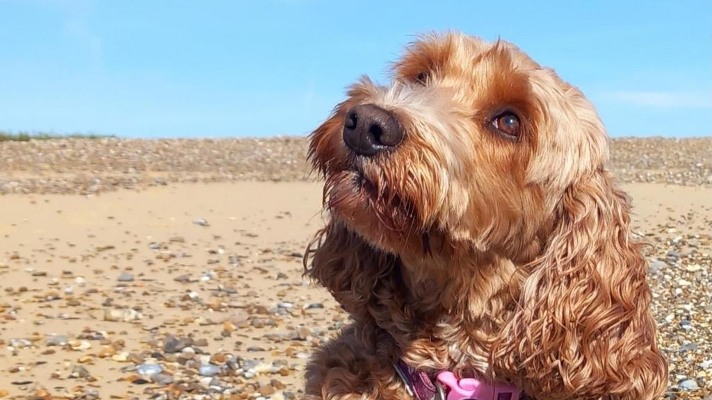 dog at beach