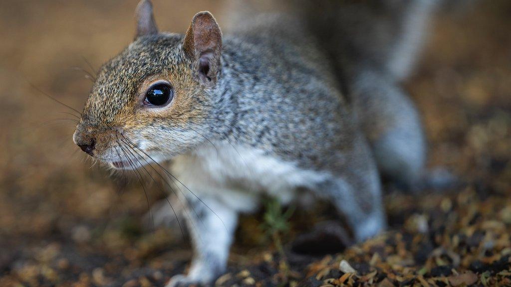 Disease that kills Britain's native red squirrel moves north - BBC News