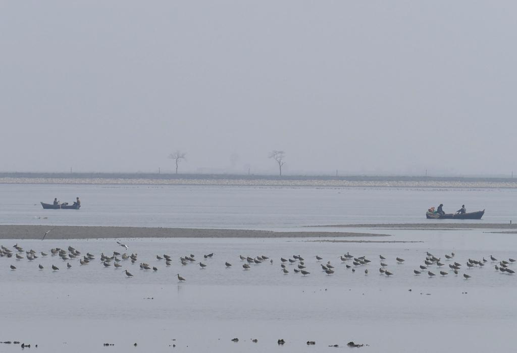 A mixed flock of curlews and bar-tailed godwits on the muddy shores of an estuary, North Korea