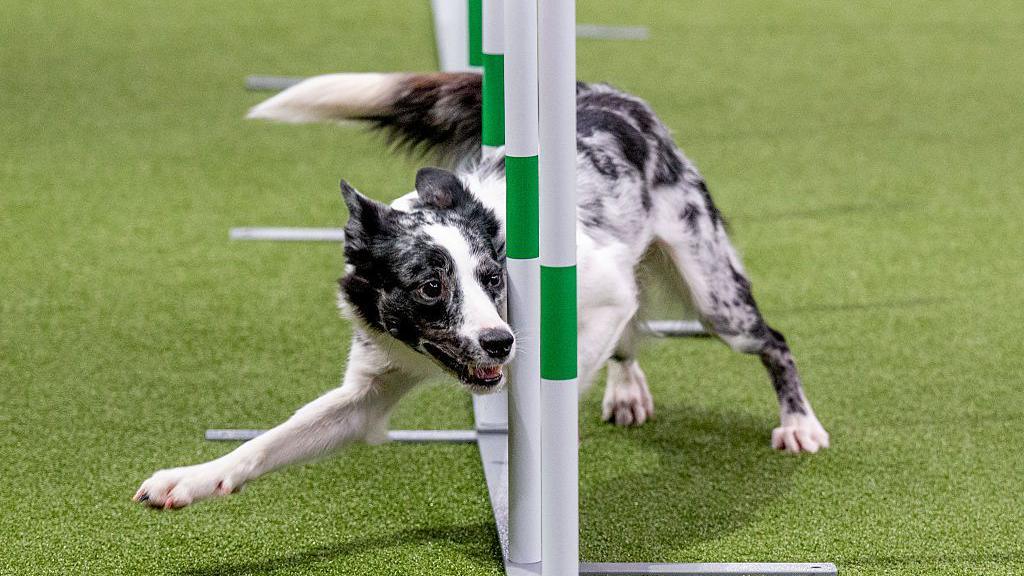 collie dog wiggling through obstacle course