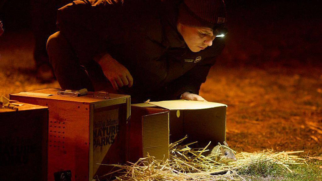 A man releases a bandicoot from brown cardboard box. He wears a headtorch.