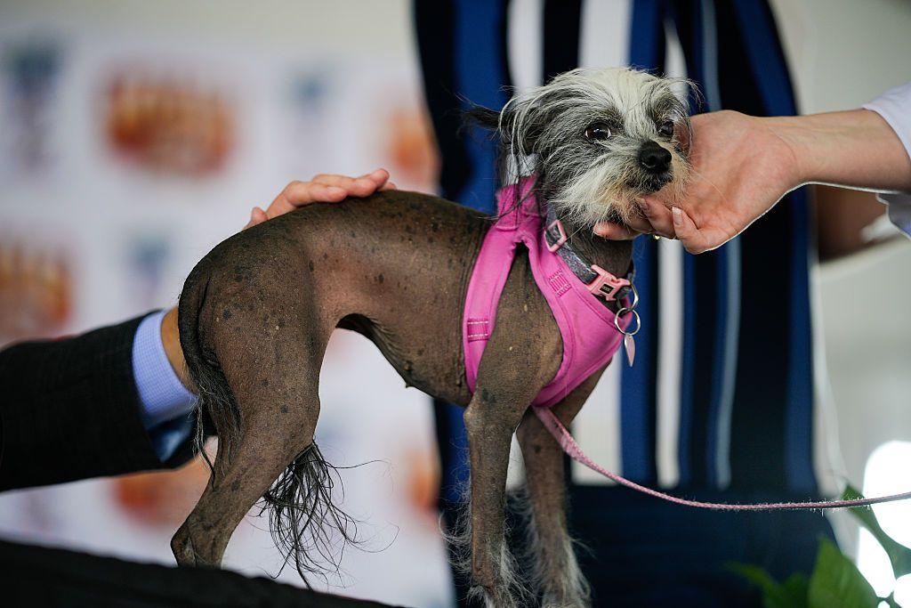 A hinese crested dog with short hair a long hair on the head and a pink harness stands. A hand holds her chin while a different hand strokes her.