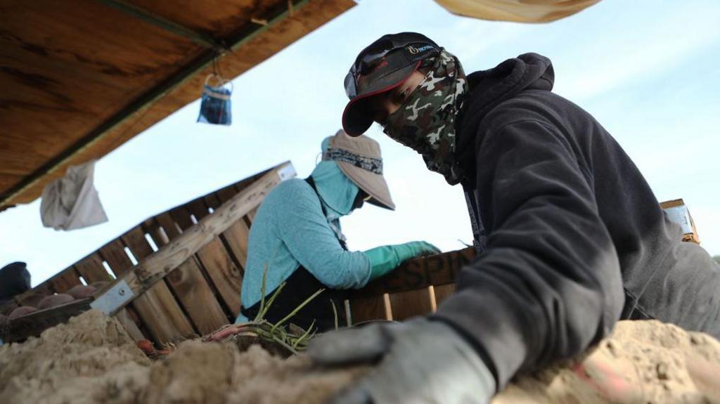  Immigrants from Mexico, dressed to protect themselves from the sun, harvest sweet potatoes on a farm in California's 10th congressional district on October 26, 2018 near Turlock, California. 