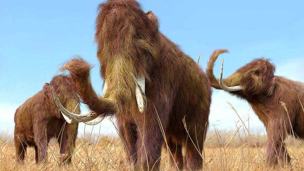 Woolly mammoths