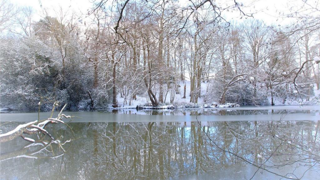 Icy lake and snowy trees