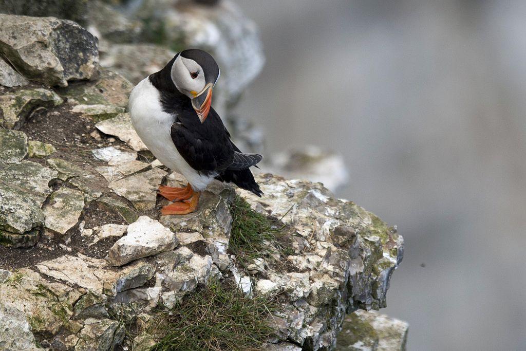 Puffins are threatened by predators eating their eggs and chicks and a loss of food made worse by overfishing