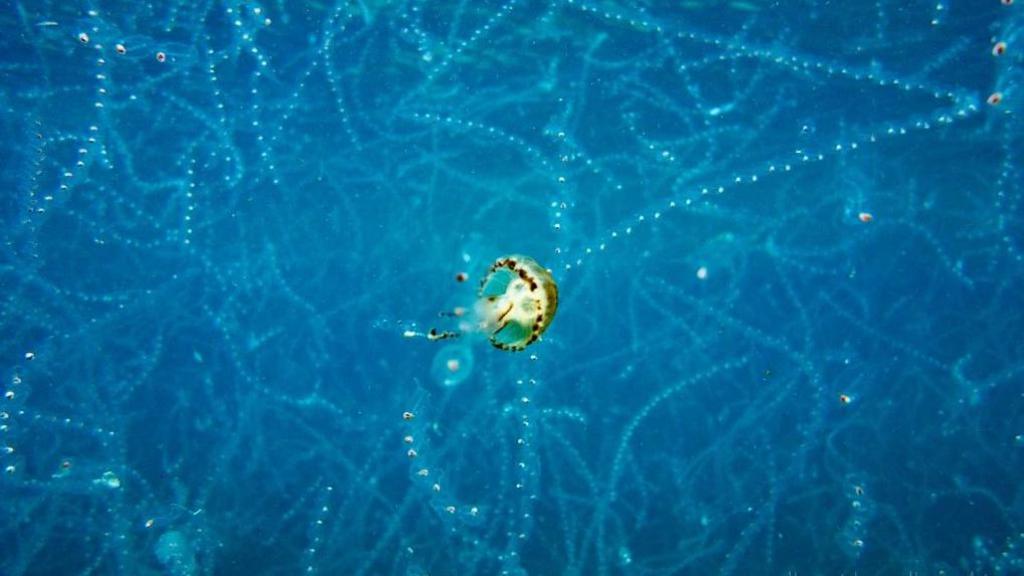 A compass jellyfish among a sea salp bloom in the ocean. There are what look like strings of white blobs surrounding the translucent/brown jellyfish.