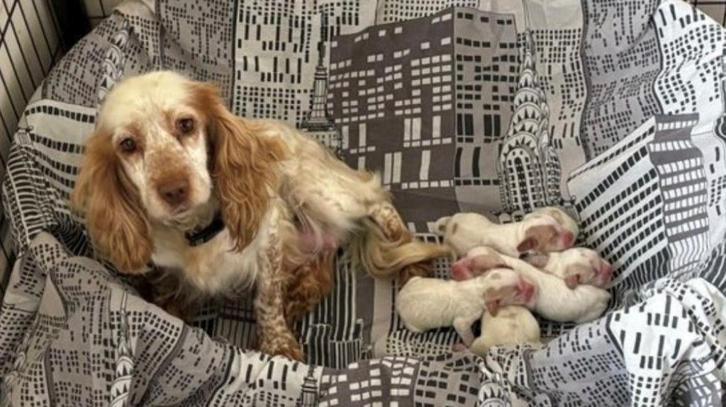 Freckles the cocker spaniel with her six five puppies. The dogs are lying in a black and white bed. They are white and brown. The five very young puppies are lying in a pile to the right of their mother.