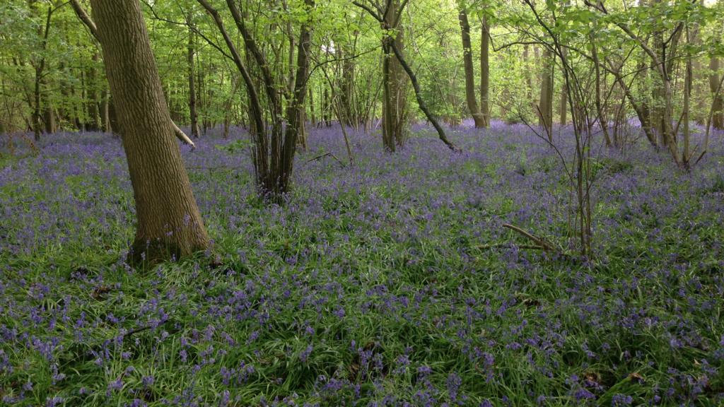 Spring Wood, Ipswich