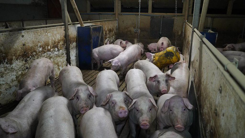 A group of pigs cramped in a small area.