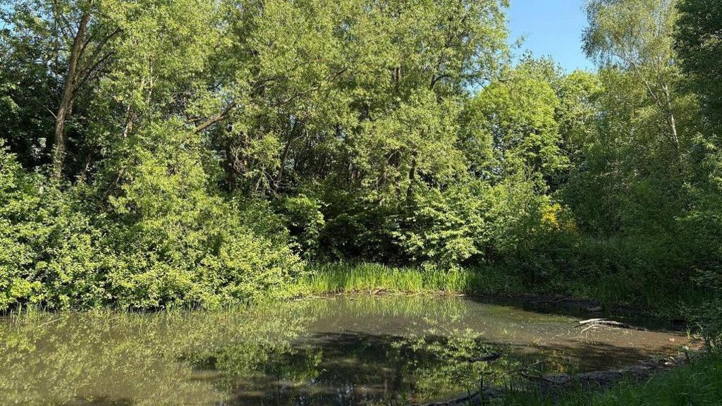 A green pond with algae on the surface sits among several trees, all with green leaves on them.