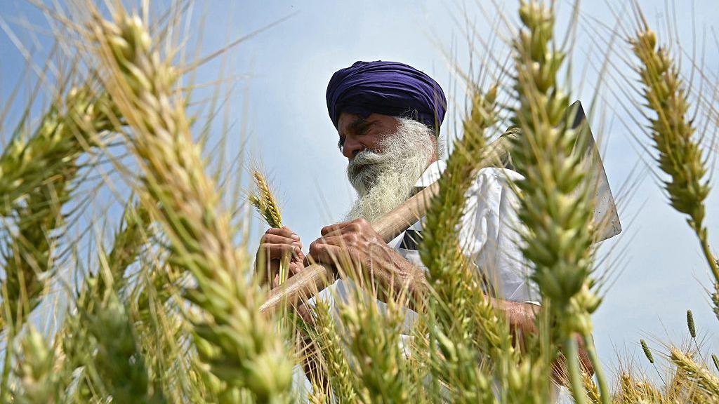 A farmer inspects wheat crop in his field on the outskirts of Amritsar on April 3, 2025.