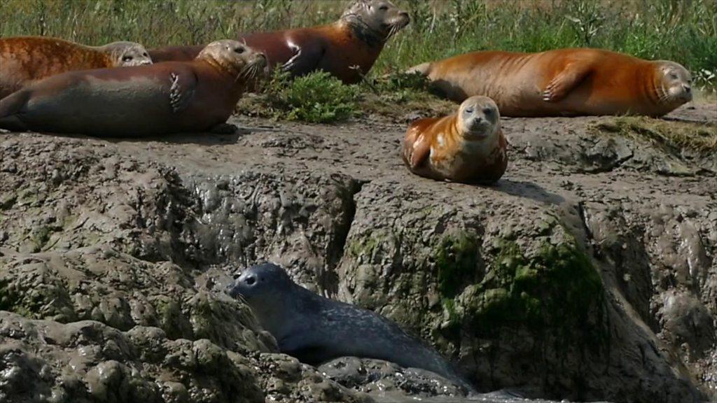 Seals