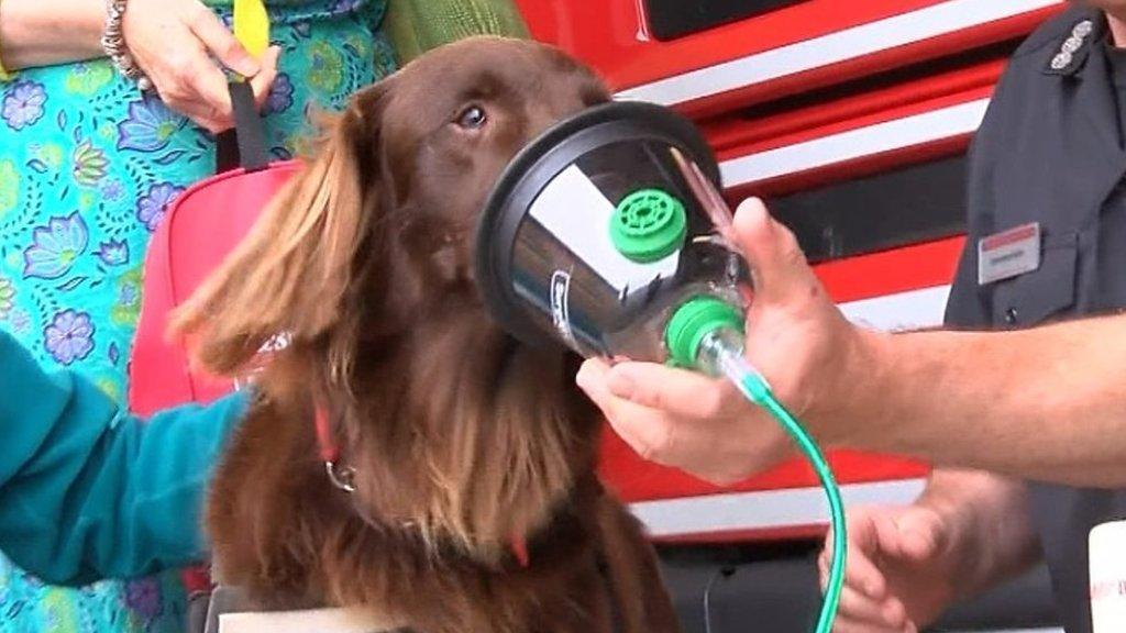 Loki tries an animal oxygen mask