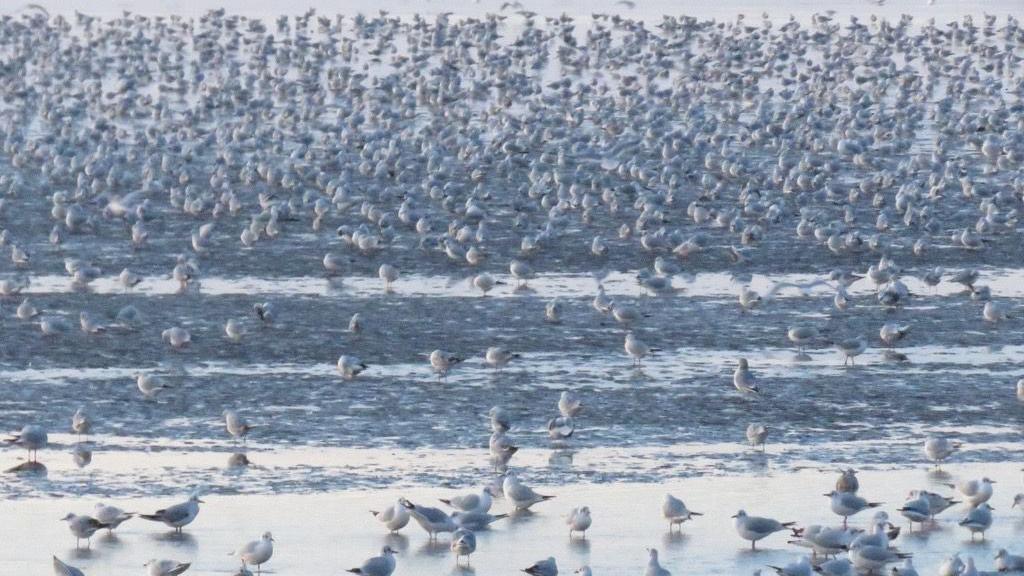 View of Heacham beach at low tide. There are hundreds of gulls feeding in the sand which is surrounded by pools of water.