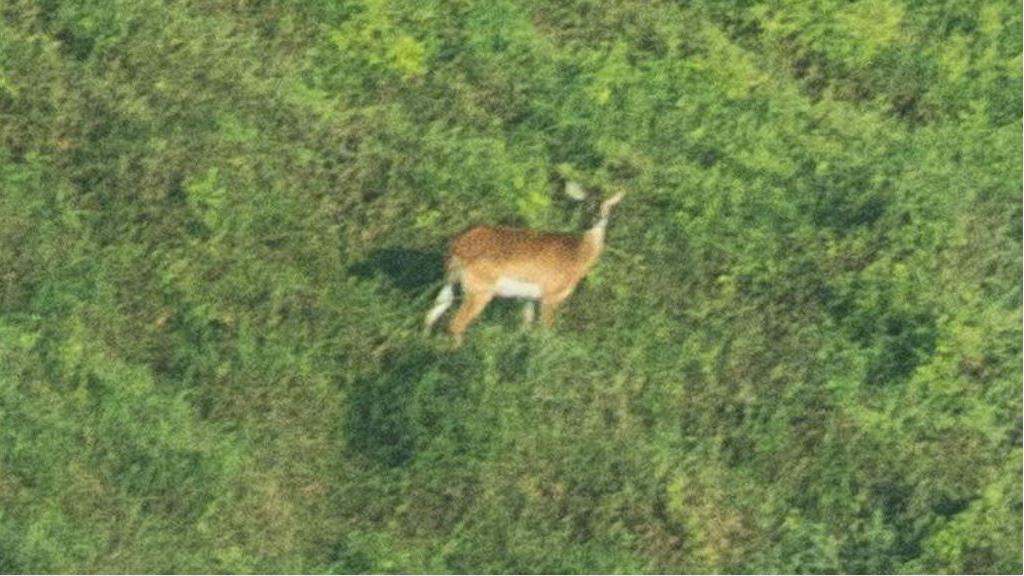 Photo of the Upemba Lechwe.