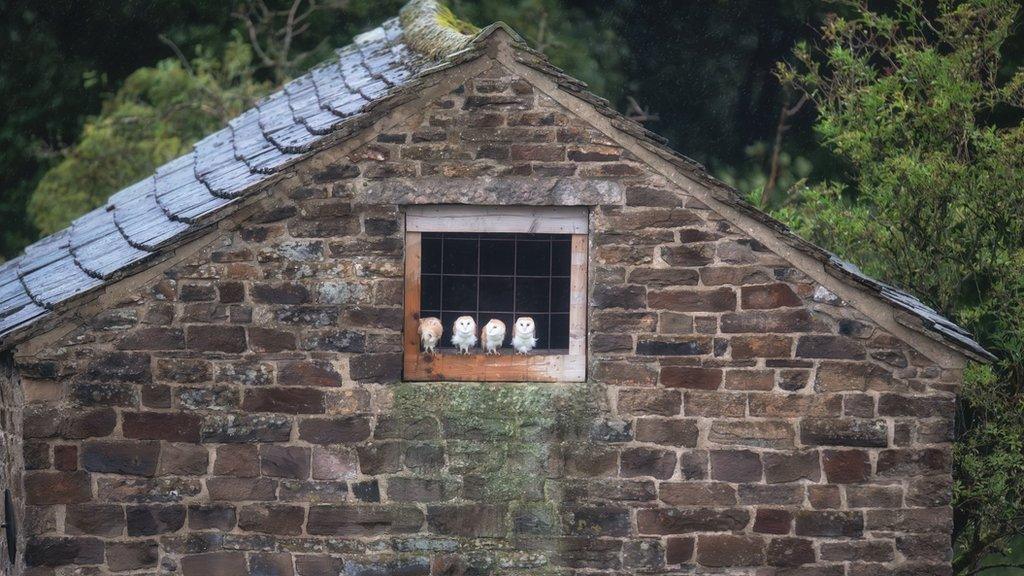 Four barn owls