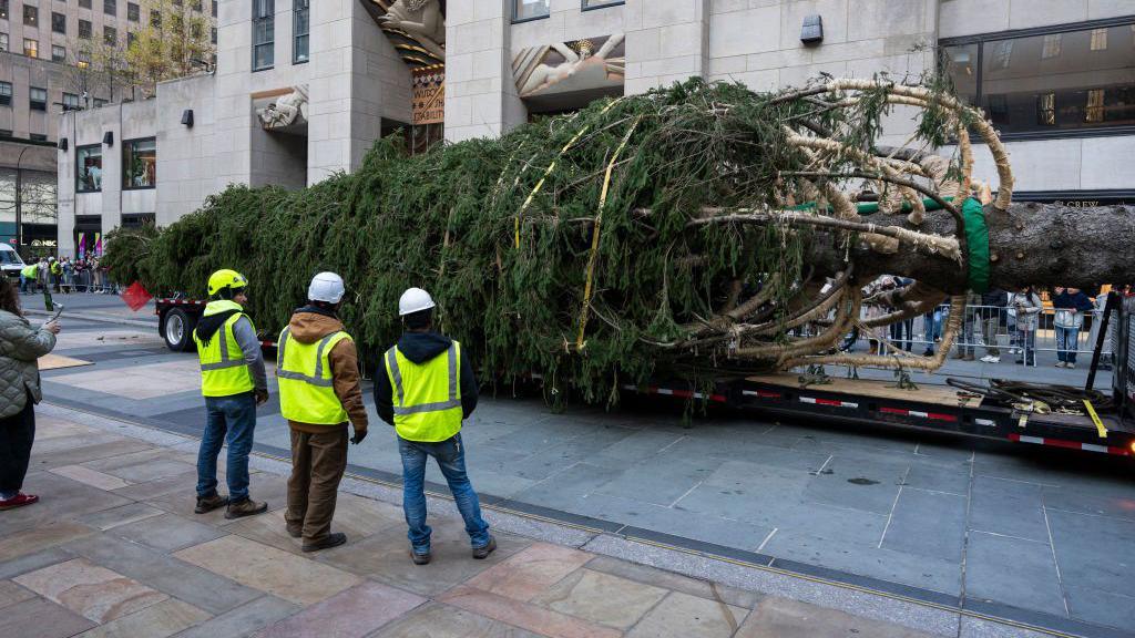 The tree arrives on a flat-bed truck 