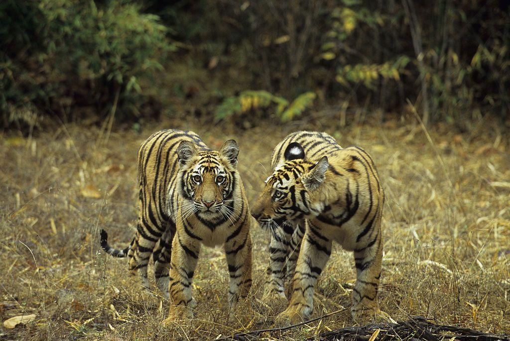 : India, Bandhavgarh National Park, Bengal Tiger Cubs (10 Months Old).