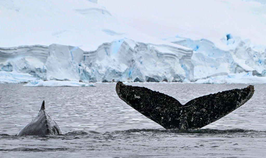 View of the tail of a Humpback whale at the Gerlache Strait, which separates the Palmer Archipelago from the Antarctic Peninsula, in Antarctica