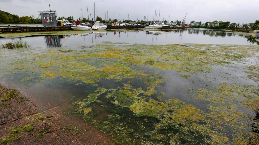 Blue-green algae in the Lough Neagh water around some fishing boats