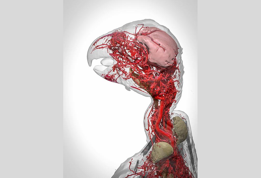 Blood vessels of the African grey parrot