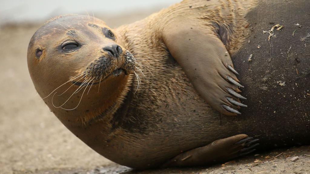 Close up of a seal