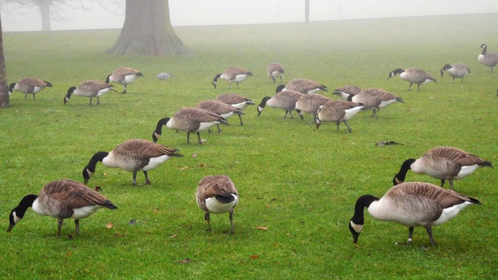 Geese