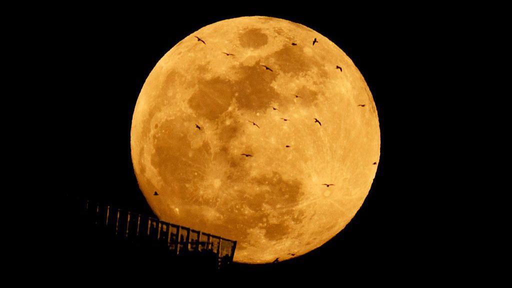 image of the full moon with some birds flying in shot in front of the moon.