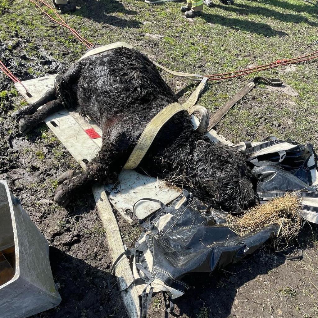 Exhausted bull lying on its side