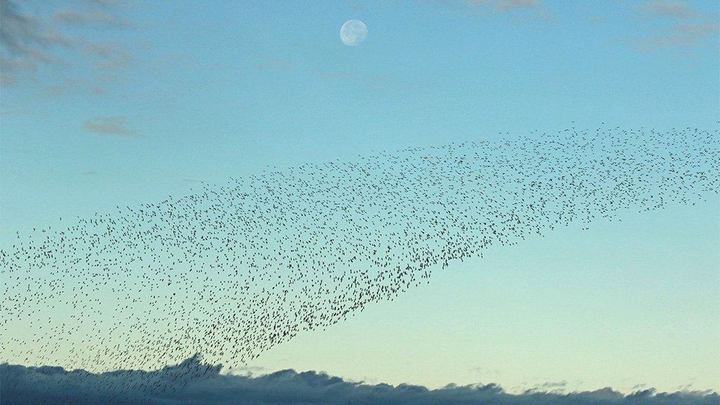 Knot in flight at RSPB Snettisham