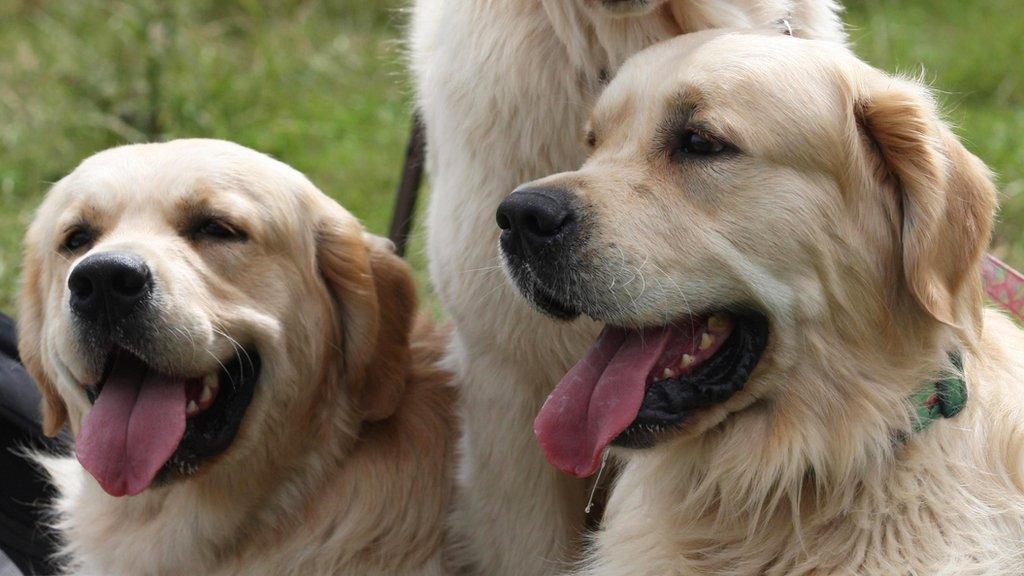 Golden retrievers at Guisachan, near Tomich