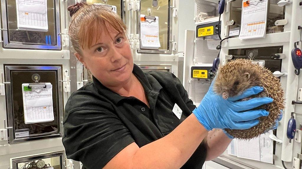 Woman holding a hedgehog