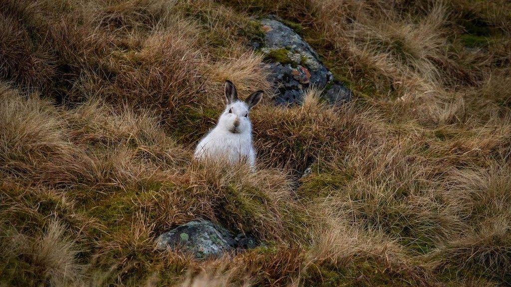 Mountain hare